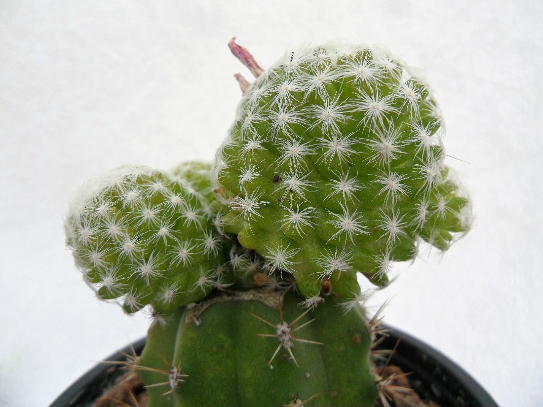A photo of Mammillaria humboldtii