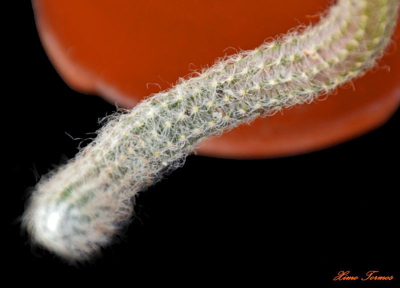 Una foto de Echinocereus schmollii
