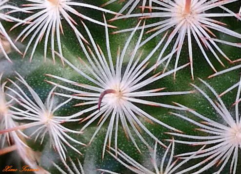 Una foto de Mammillaria stella-de-tacubaya