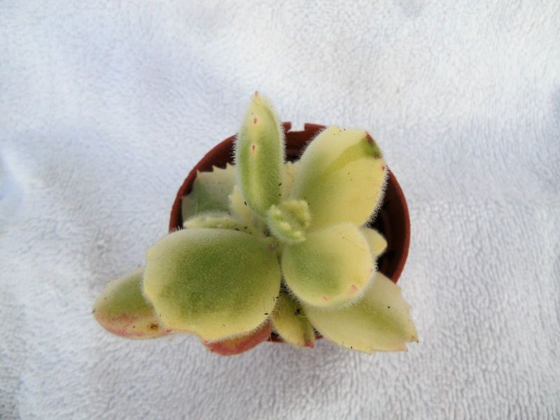 A photo of Cotyledon tomentosa fma variegada