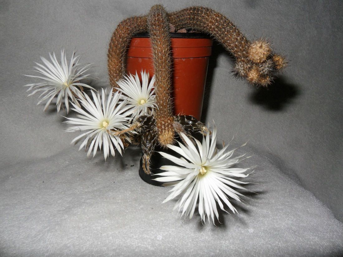A photo of Echinopsis mirabilis