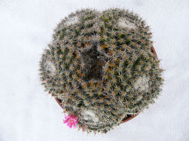Una foto de Mammillaria hahniana ssp. bravoae