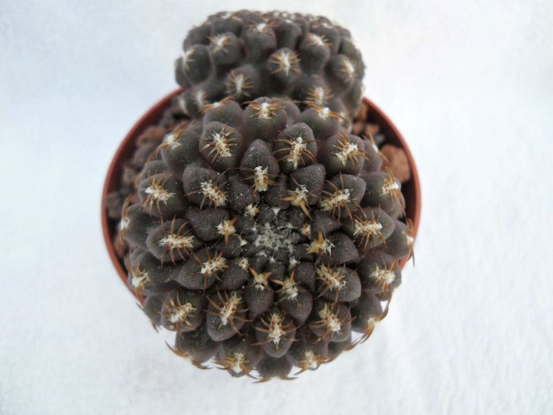 A photo of Eriosyce napina