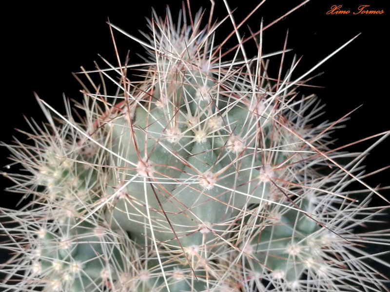 Una foto de Echinocereus mapimiensis