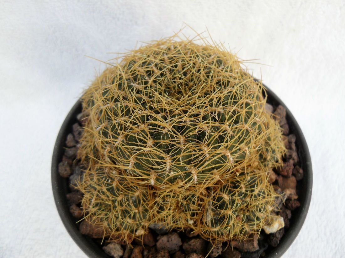 Una foto de Sulcorebutia rauschii x patriciae cv. Inti