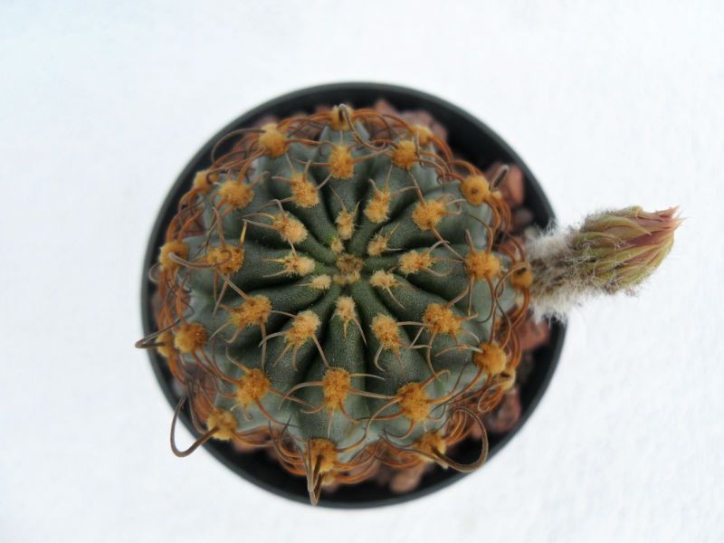 Una foto de Echinopsis backebergii