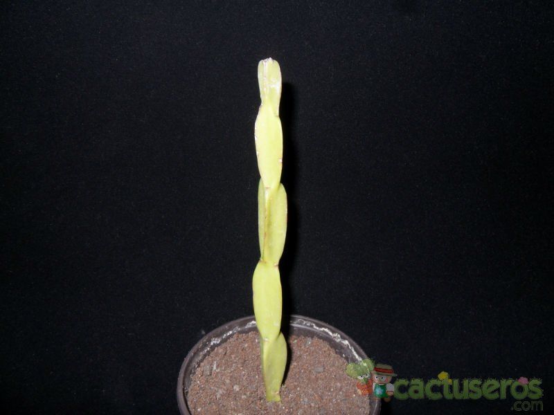 Una foto de Rhipsalis paradoxa