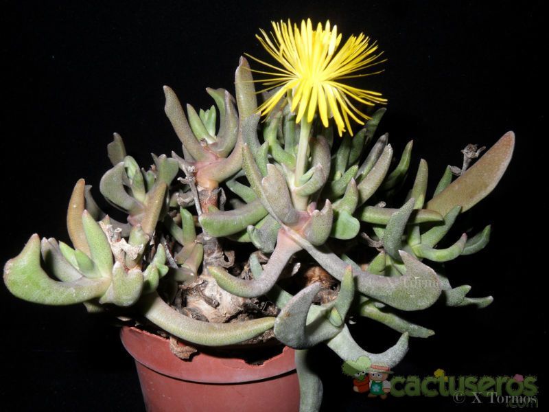 A photo of Rhombophyllum dolabriforme