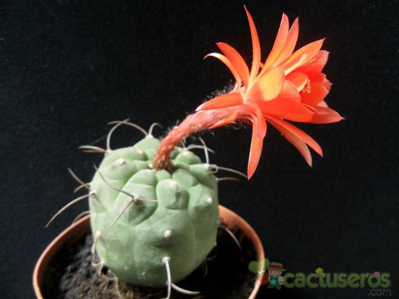 A photo of Matucana madisoniorum