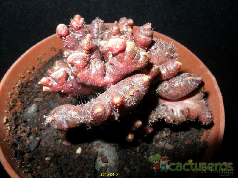 A photo of Echinopsis cv. CHOCOLATE fma. mostruosa