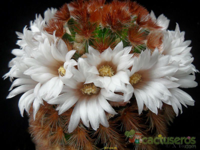 A photo of Mammillaria carmenae