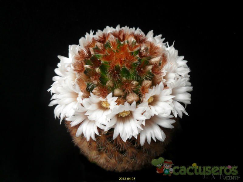 A photo of Mammillaria carmenae