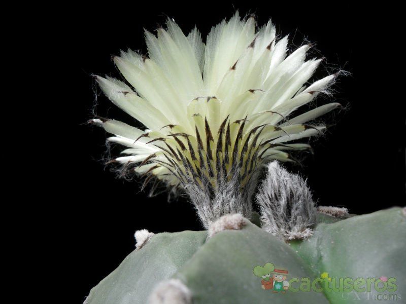 Una foto de Astrophytum myriostigma cv. Kikko fma. nudum