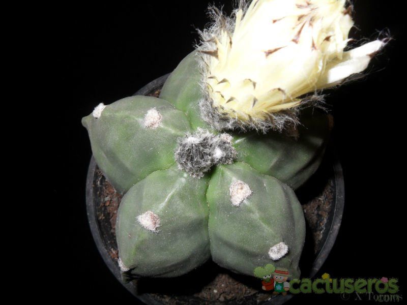 A photo of Astrophytum myriostigma cv. Kikko fma. nudum