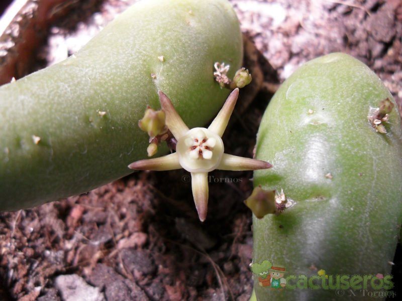 A photo of Duvalia parviflora