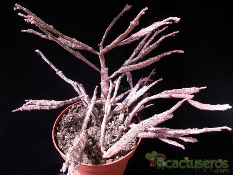A photo of Euphorbia platyclada