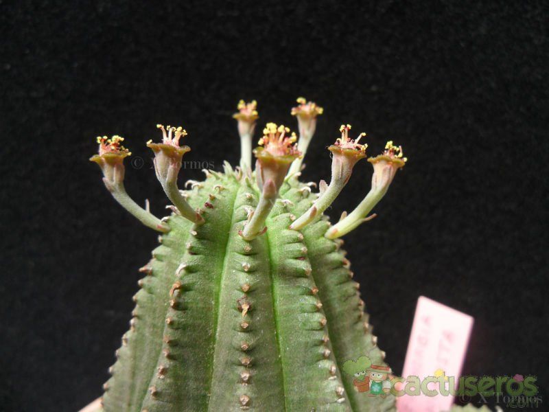 A photo of Euphorbia cv. Willian Denton