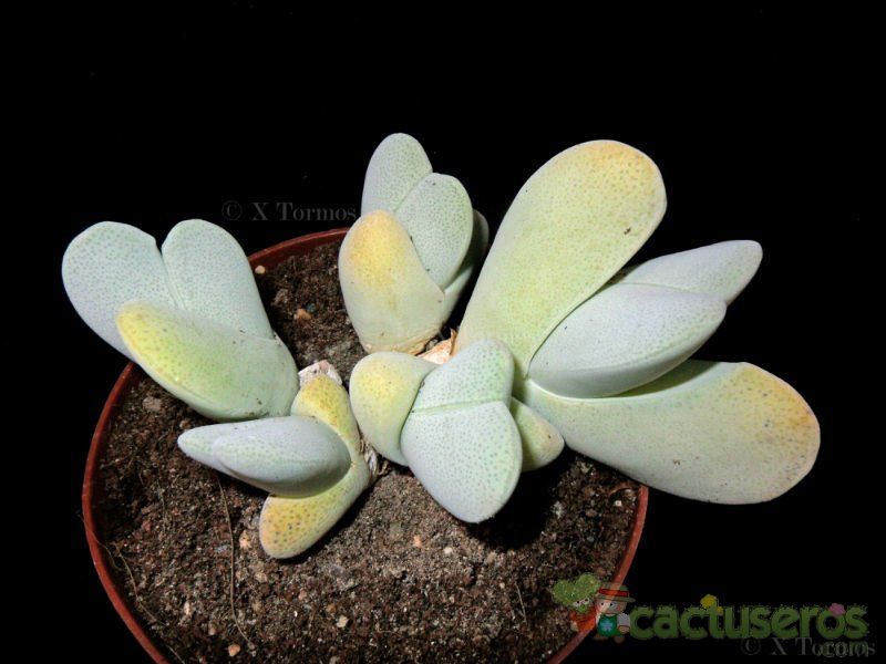 A photo of Cheiridopsis pillansii