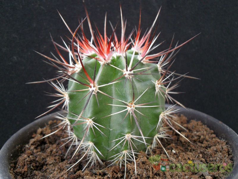 Una foto de Echinocereus ferreirianus