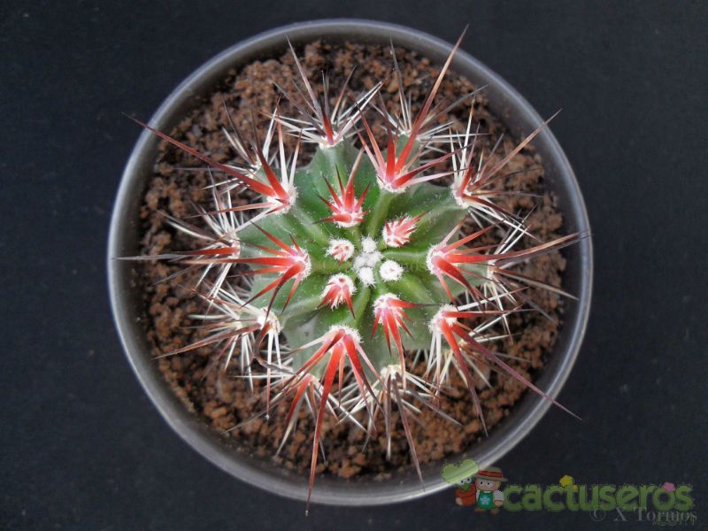 Una foto de Echinocereus ferreirianus