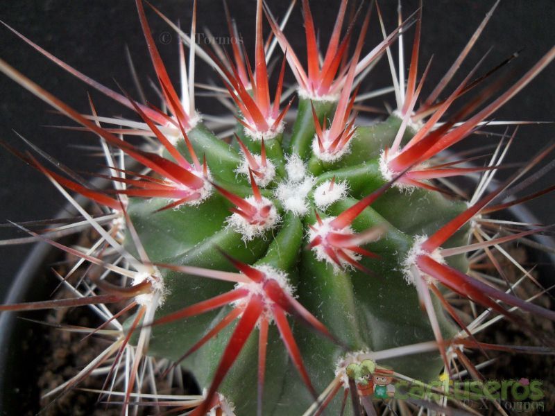 Una foto de Echinocereus ferreirianus
