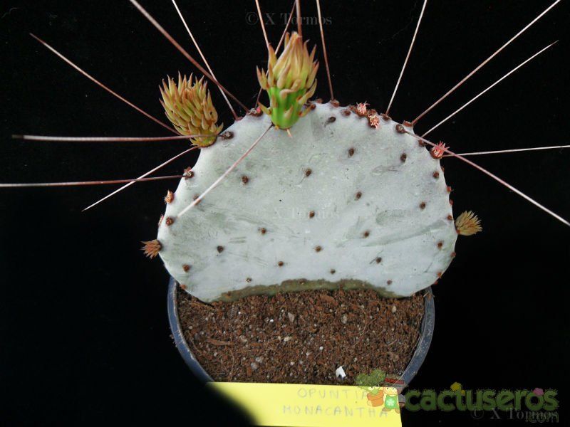 A photo of Opuntia macrocentra