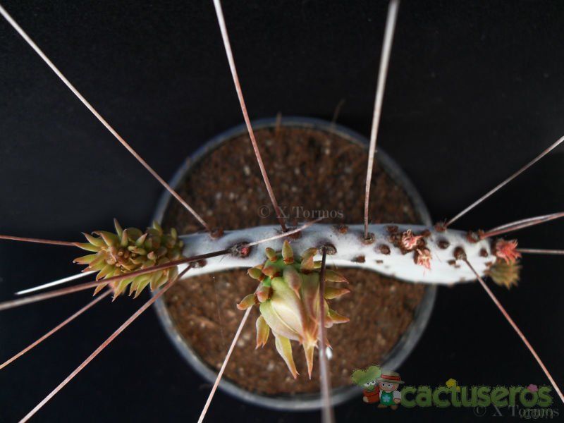 A photo of Opuntia macrocentra