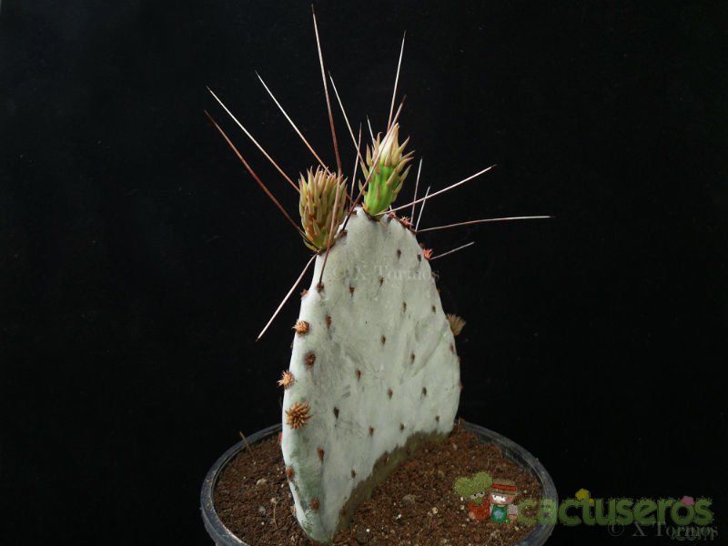 A photo of Opuntia macrocentra
