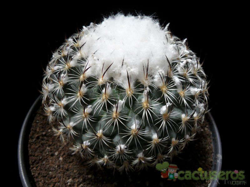 A photo of Turbinicarpus saueri ssp. ysabelae