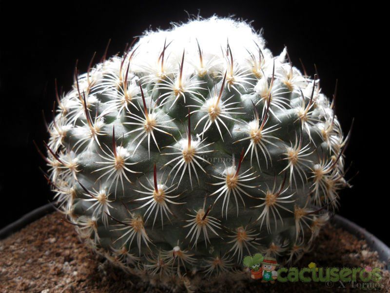 A photo of Turbinicarpus saueri ssp. ysabelae