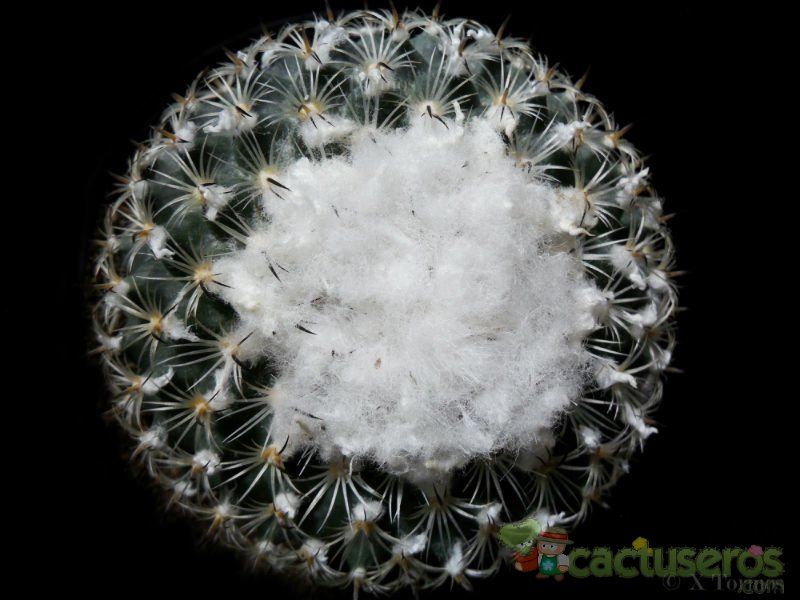 A photo of Turbinicarpus saueri ssp. ysabelae