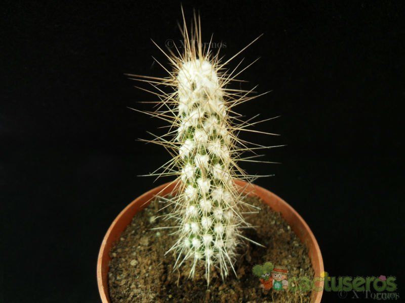 Una foto de Eulychnia breviflora