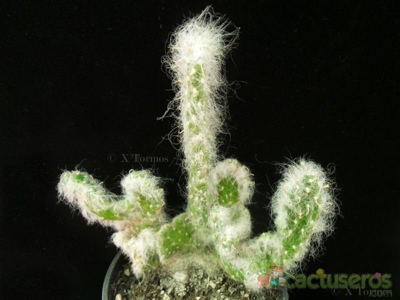 Una foto de Austrocylindropuntia vestita fma. crestada