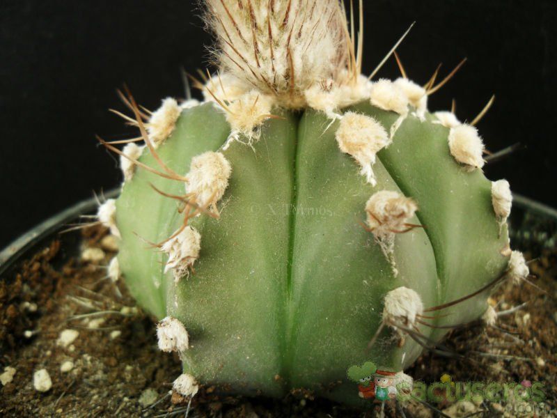 A photo of Astrophytum capricorne senilis - Astrophytum asterias (SENAU-AS) (Hibrido)