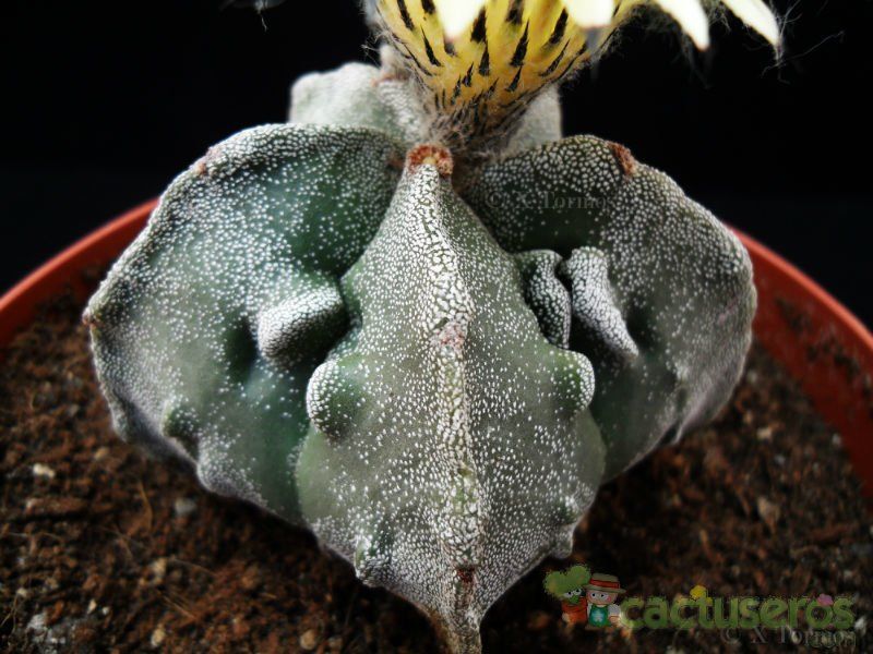 A photo of Astrophytum myriostigma cv. Hakuun x Fukuryu