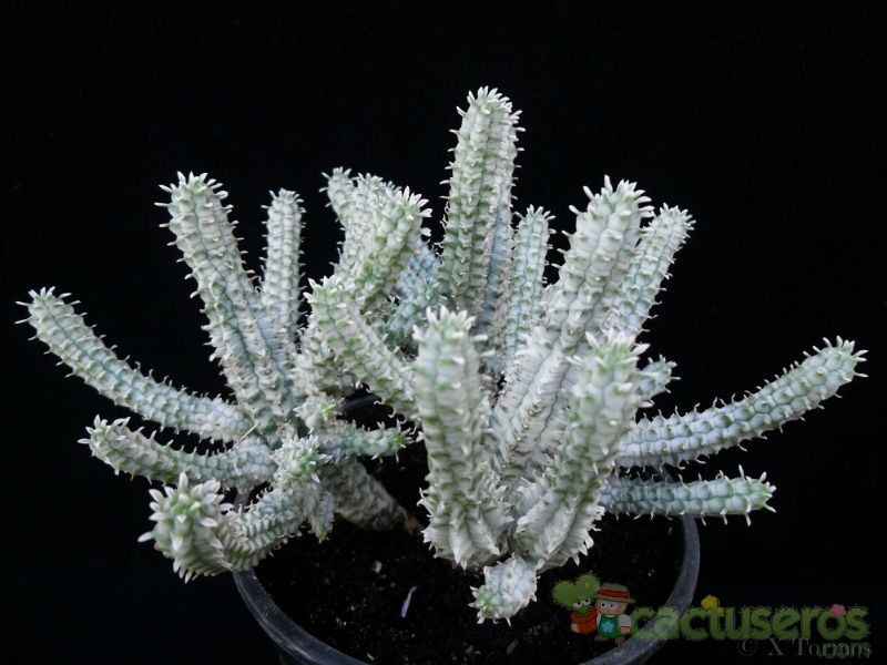 A photo of Euphorbia mammillaris fma. variegada