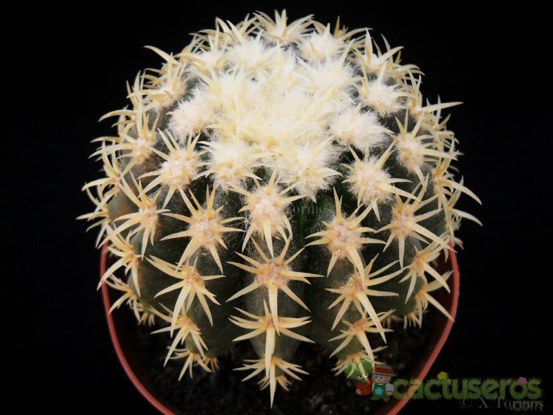 Una foto de Echinocactus grusonii