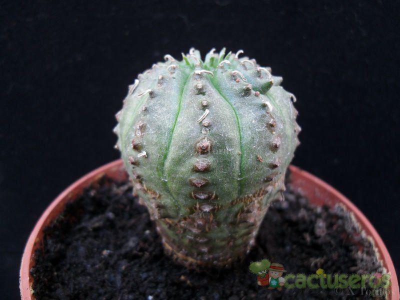 Una foto de Euphorbia ferox x Euphorbia obesa cv. Luis Bru
