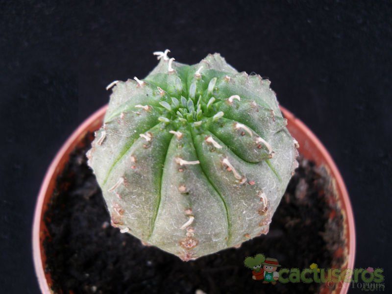 A photo of Euphorbia ferox x Euphorbia obesa cv. Luis Bru