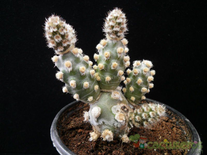 A photo of Tephrocactus molinensis