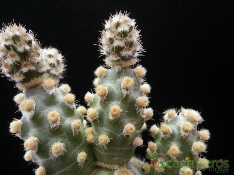 A photo of Tephrocactus molinensis