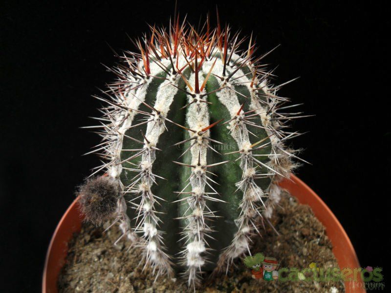 A photo of Echinopsis cv. HAKU-JO MARU