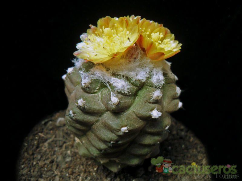 Una foto de Copiapoa hypogaea