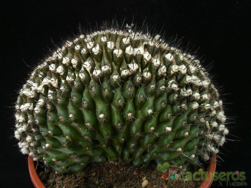 Una foto de Copiapoa humilis fma. crestada