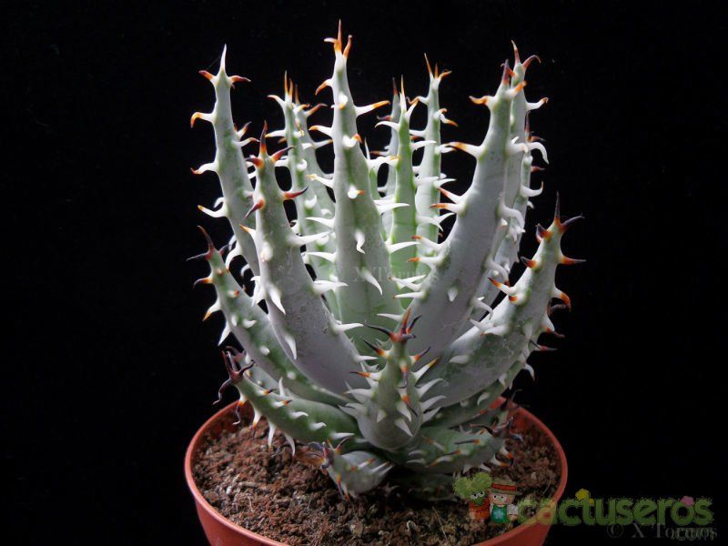 A photo of Aloe erinacea  