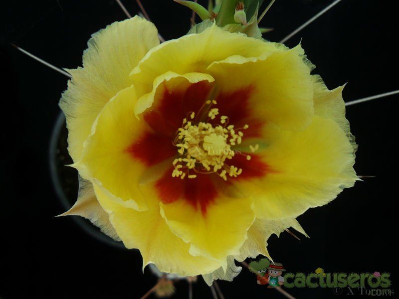 A photo of Opuntia macrocentra
