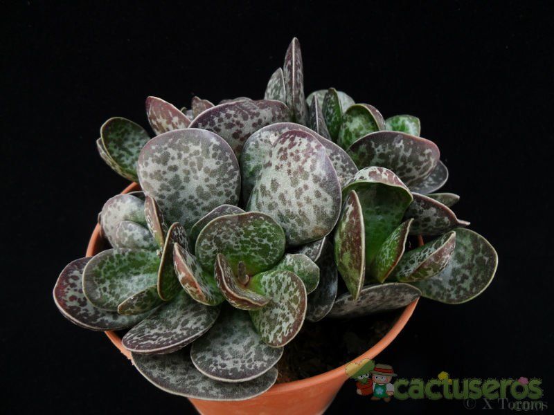 Una foto de Adromischus maculatus