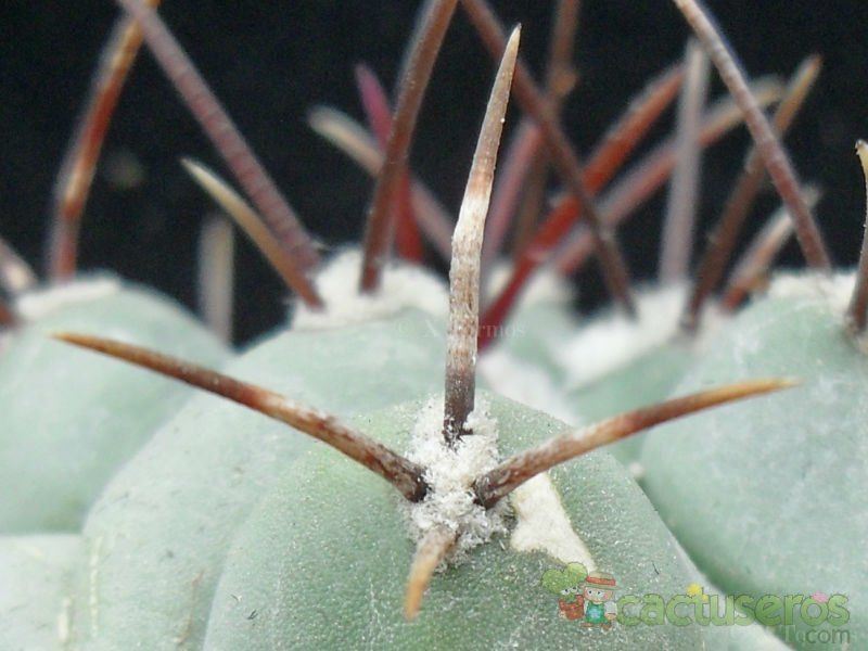 Una foto de Thelocactus rinconensis