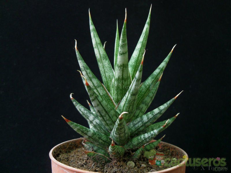 A photo of Sansevieria francisii
