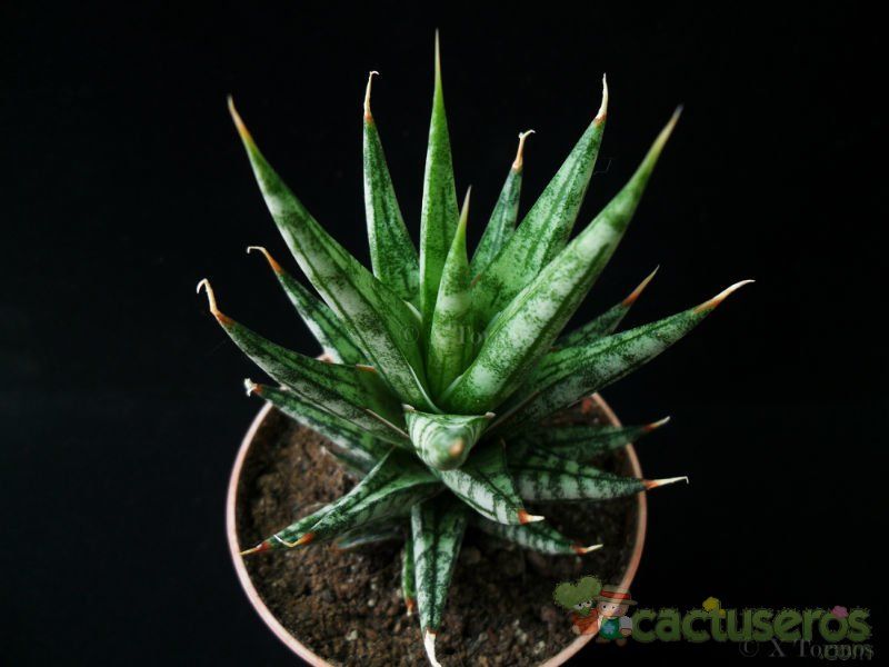 A photo of Sansevieria francisii